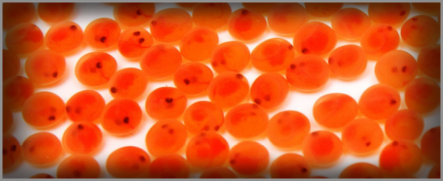 eyed trout eggs for sale